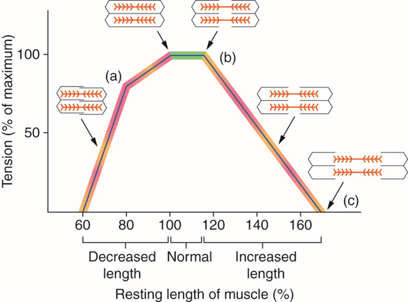 length-tension-relationship-sliding-filament-theory