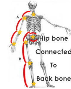 Skeleton hip bone connected to back bone