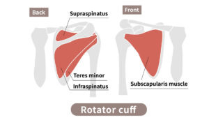Orientation of the 4 muscles-tendons of the rotator cuff